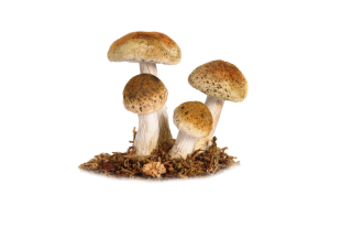 Mushroom Png Pics PNG images