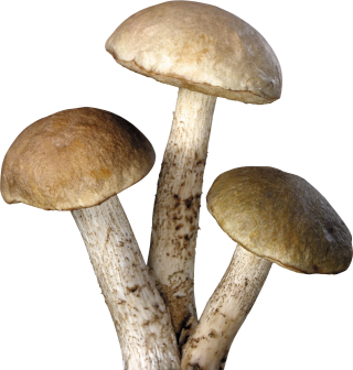 Mushroom PNG Transparent PNG images