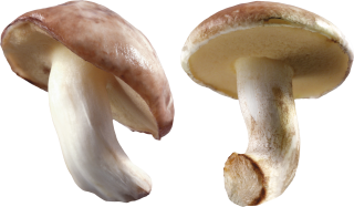 Mushroom Png Transparent PNG images