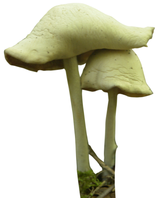 Mushroom PNG Transparent Image PNG images