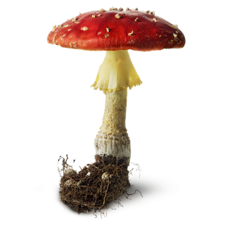 Mushrooms And Toadstools Png PNG images
