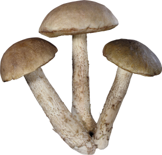 Mushrooms Png PNG images