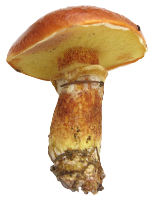 Red Mushroom Png Pic PNG images