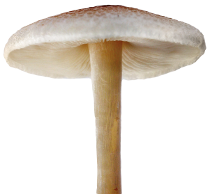 White Mushroom Png PNG images