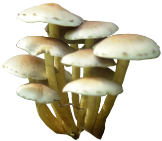 White Mushroom Png PNG images