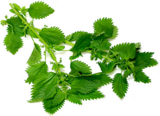 Fresh Green Nettle Plant Leaf Pictures PNG images