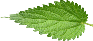 Get Nettle Photo Pictures PNG images