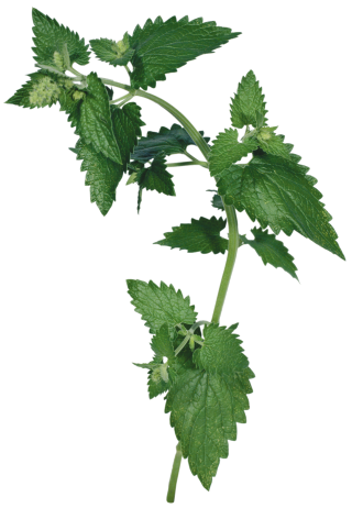 Great High Resolution Images Natural Nettle PNG images