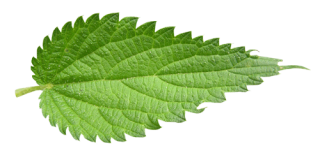 Hd Nettle Photo Background PNG images