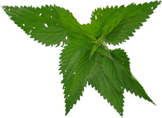 Natural Green Nettle Picture PNG images