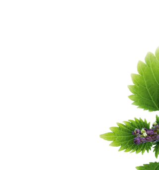 Nettle Branch Half Colored Images PNG images