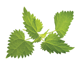 Nettle Pictures PNG images