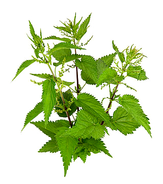 Nettle PNG Image Spectacular In Bloom PNG images