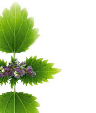 Nettle Prominently Veined Purple Green Photo PNG images