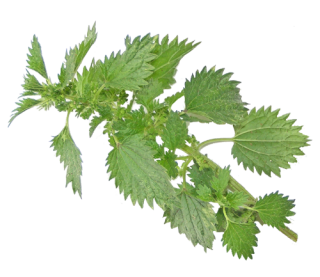 Nettle Transparent Background Photo PNG images