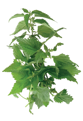 Useful Green Nettle Picture PNG images