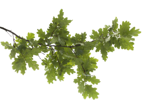 Icon Oak Tree Hd PNG images