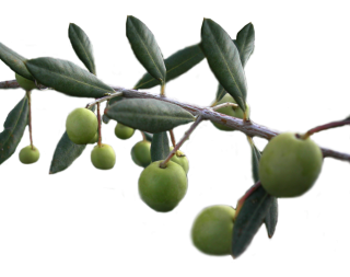 Background Olives Transparent PNG images