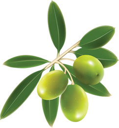 Collection Olives Clipart Png PNG images