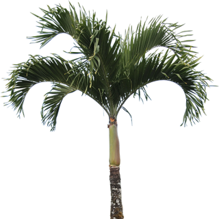 High Quality Real Palm Tree Png PNG images