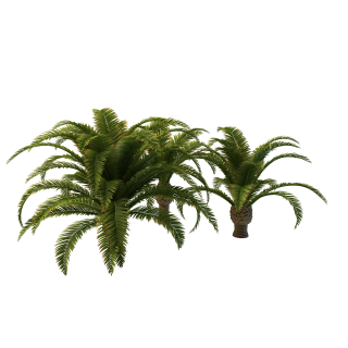 Long Palm Tree Clipart Png PNG images