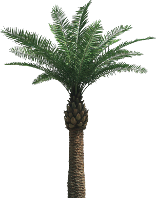 One Palm Tree Png PNG images