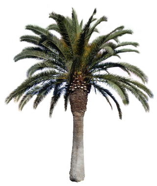 Palm Big Png With Alpha Tree PNG images