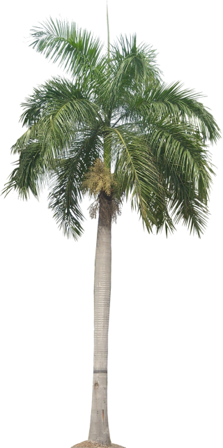 Palm Plant Png Tropical Plant Pictures Image PNG images