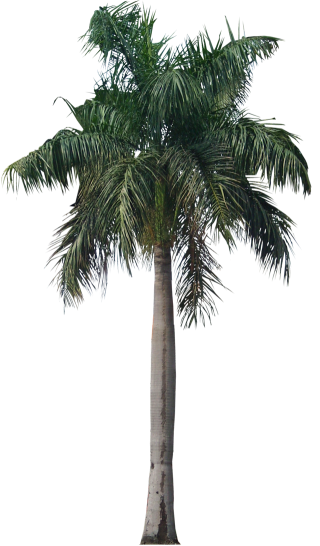 Palm Tree Png Photo PNG images