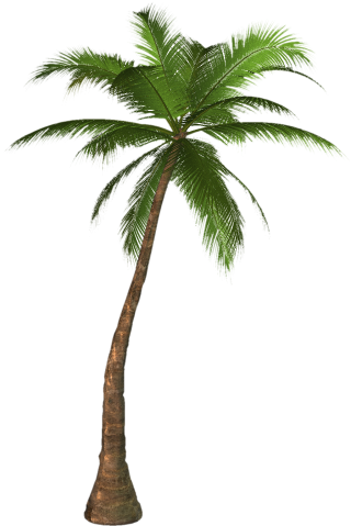 Transparent Palm Tree Background PNG images