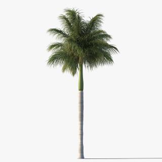Use These Palm Tree Vector Clipart PNG images