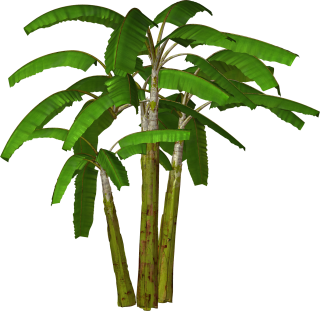 Palm Tree Transparent Background PNG images