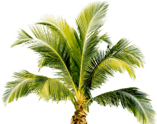 Vectors Download Palm Tree Icon Free PNG images