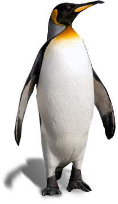 Pictures Free Penguin Clipart PNG images