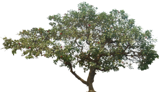 Jenis Pohon PNG images