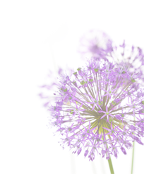  Free Elements: Free Purple Flower With Sage Brad Digi Scrapbook Flower PNG images