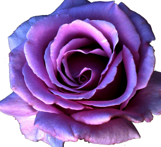 Purple Flower | PSD Detail PNG images