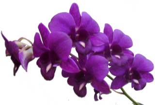 Purple Flower Frame Png Res Purple Flowers Png By PNG images