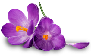 Free Purple Flower PNG Download PNG images