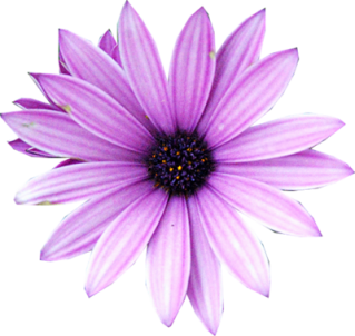 Purple Flower Png Available In Different Size PNG images
