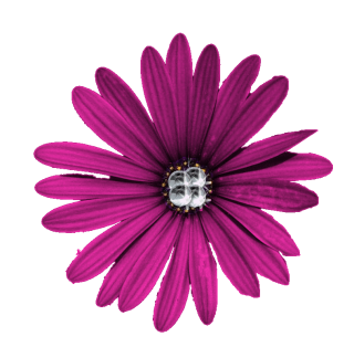Purple Flower Png High-quality Download PNG images