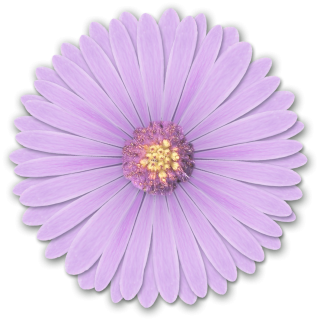 Res Light Purple Flowers Png By Hanabell1 D6l6mwr Png PNG images