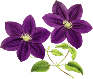 Res Purple Flowers Png By Hanabell1 D6l7m35 Png PNG images