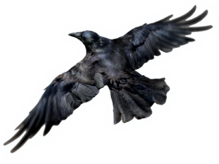 Free Download Of Raven Icon Clipart PNG images