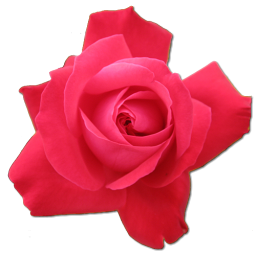 Pink Roses Icon PNG images
