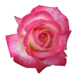 Rose Tea Icon PNG images