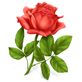 Icon Rose Library PNG images