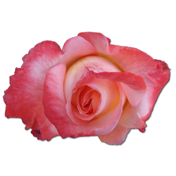 Free Download Rose Png Vector PNG images