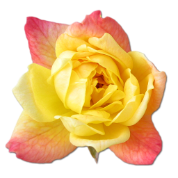 Free Icon Rose PNG images
