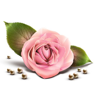 Single Rose Icon PNG images